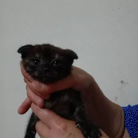 котенок