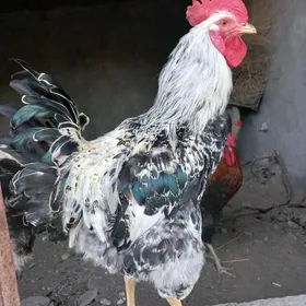 mitis horozlar 