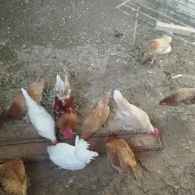 Towuk we Ketek
