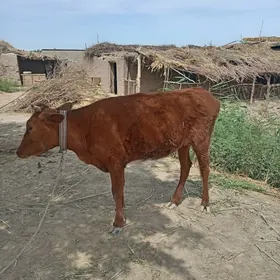 Мал