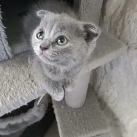 котята