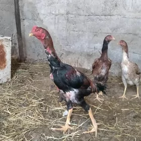 Müňdeper bayes horaz