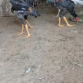 Azil türk jüýjeler