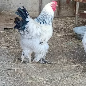brama towuk