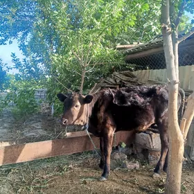 Göle