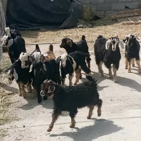 ÇEWİŞLER