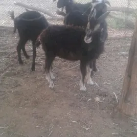 geçi owlak çewiş