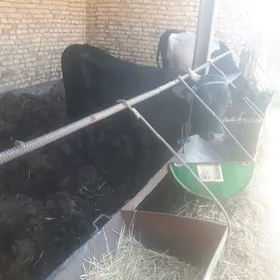 bakylan semiz õküzler