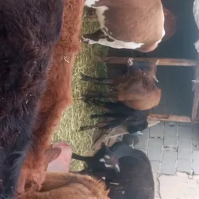 öküzçe tüwe öküz göle
