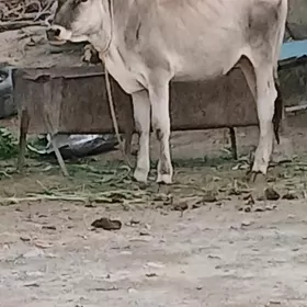 Tùwe