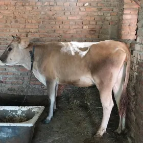 gysyr sygyr