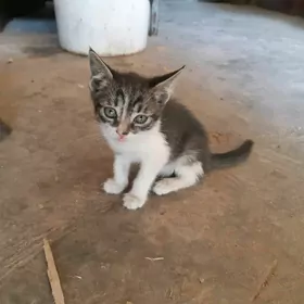 pişijekler
