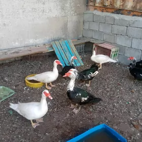 Indautga sessiz ordek