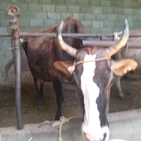 goleli sygyr
