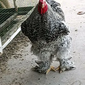 arasa brama