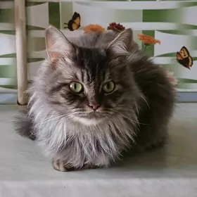 Шотландские кошки