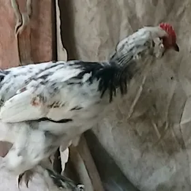 Horaz