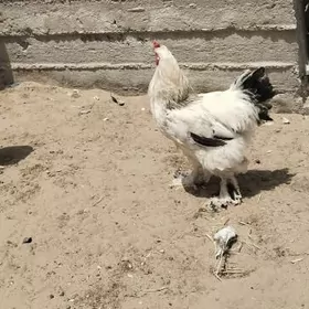 brama horaz