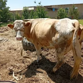 saglyk simental