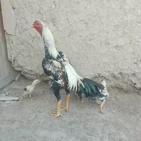 Çal horaz