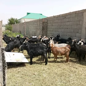 GEÇİ 33 SANY