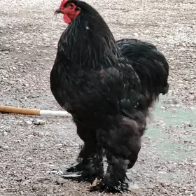BRAMA