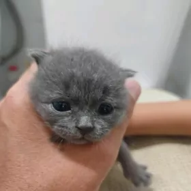 Шотландский котята
