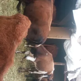 öküz tüwe öküzçe göle