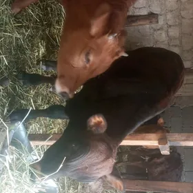 öküzçe tüwe öküz göle