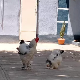 Brama towuk