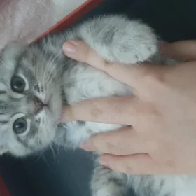 ШОТЛАНДСКИЙ КОТЕНОК ВИСЛОУХИЙ