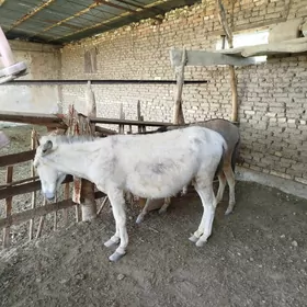 Eşek kurreli özem bogaz