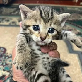Котята Отдам добрые руки