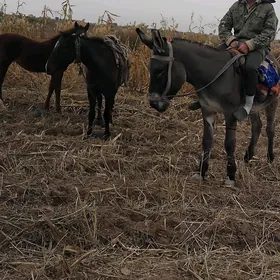eşek