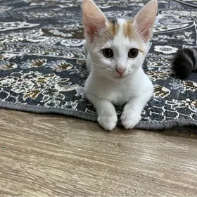Котята Добрые руки