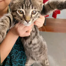 Pisik Котенок