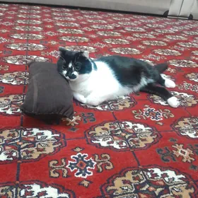 pişik