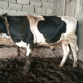 galysteyin okuz