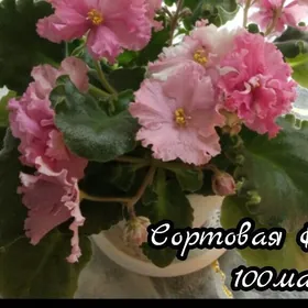 продам фиалку