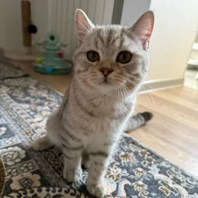 Ищем Девочку Для кота