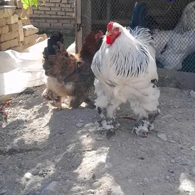 guşlor