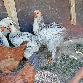 brama horazlar