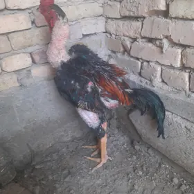 HORAZ 11 AÝLYK OZBEK
