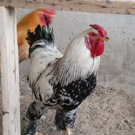 horaz