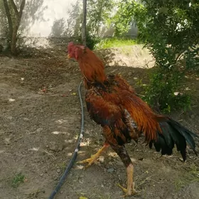 TASKENT HOROZ