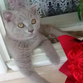 Шотландский котёнок