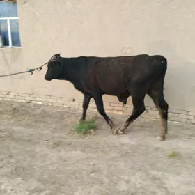 Öküz