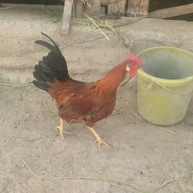 Horozlar