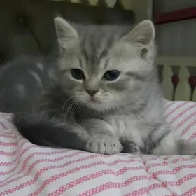 Шиншилы