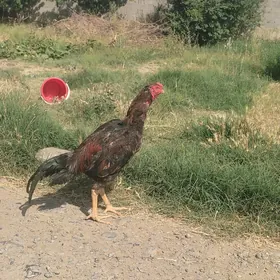 Taşkent horoz